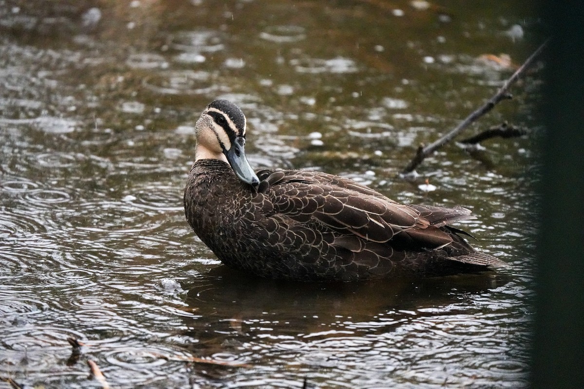 Pacific Black Duck - ML644554855