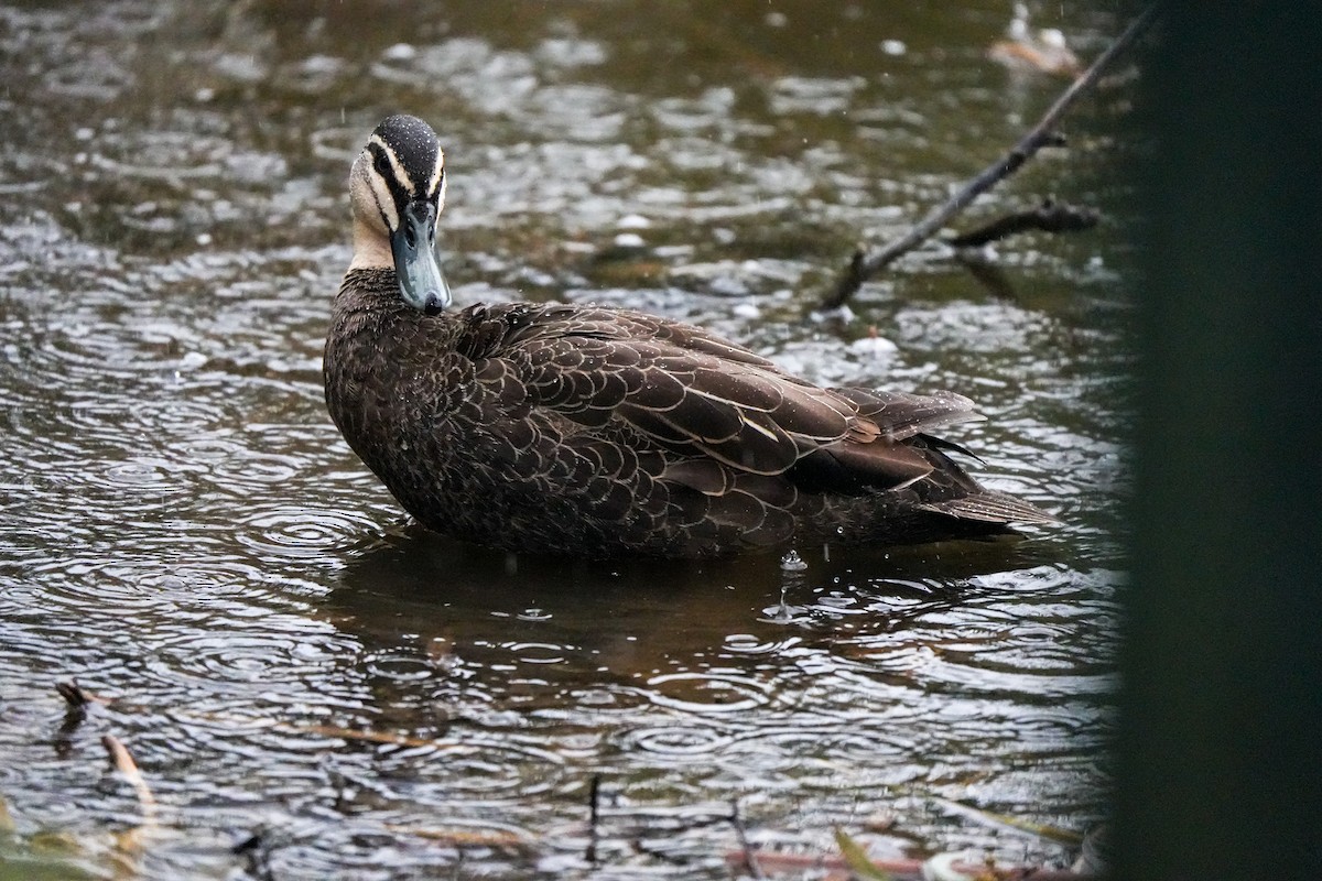 Pacific Black Duck - ML644554856