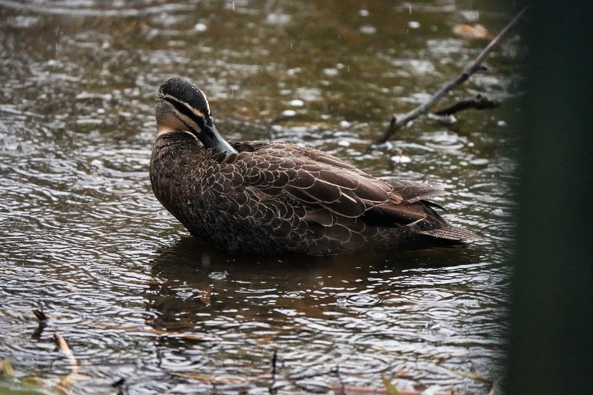 Pacific Black Duck - ML644554857