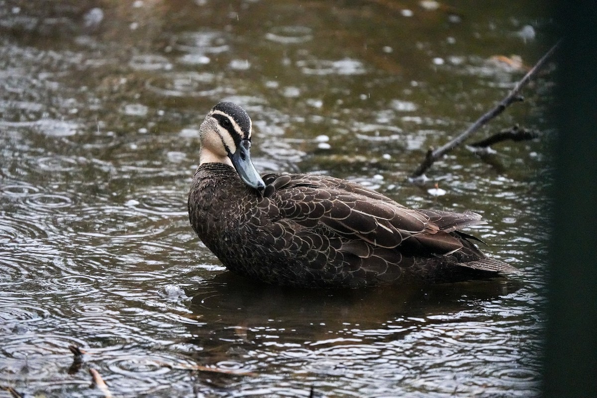 Pacific Black Duck - ML644554858