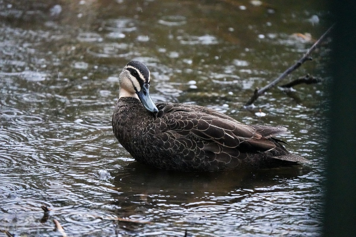 Pacific Black Duck - ML644554859
