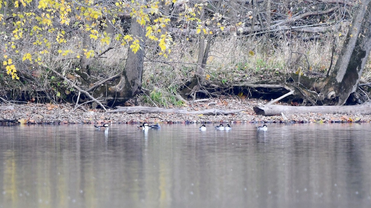 Bufflehead - ML644554860