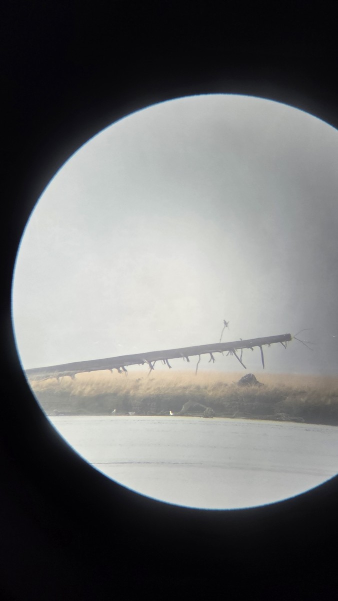 遊隼 - ML644554862