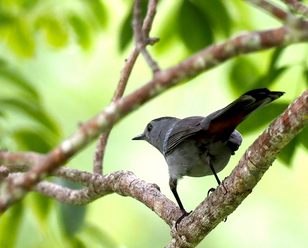 Gray Catbird - ML644554863
