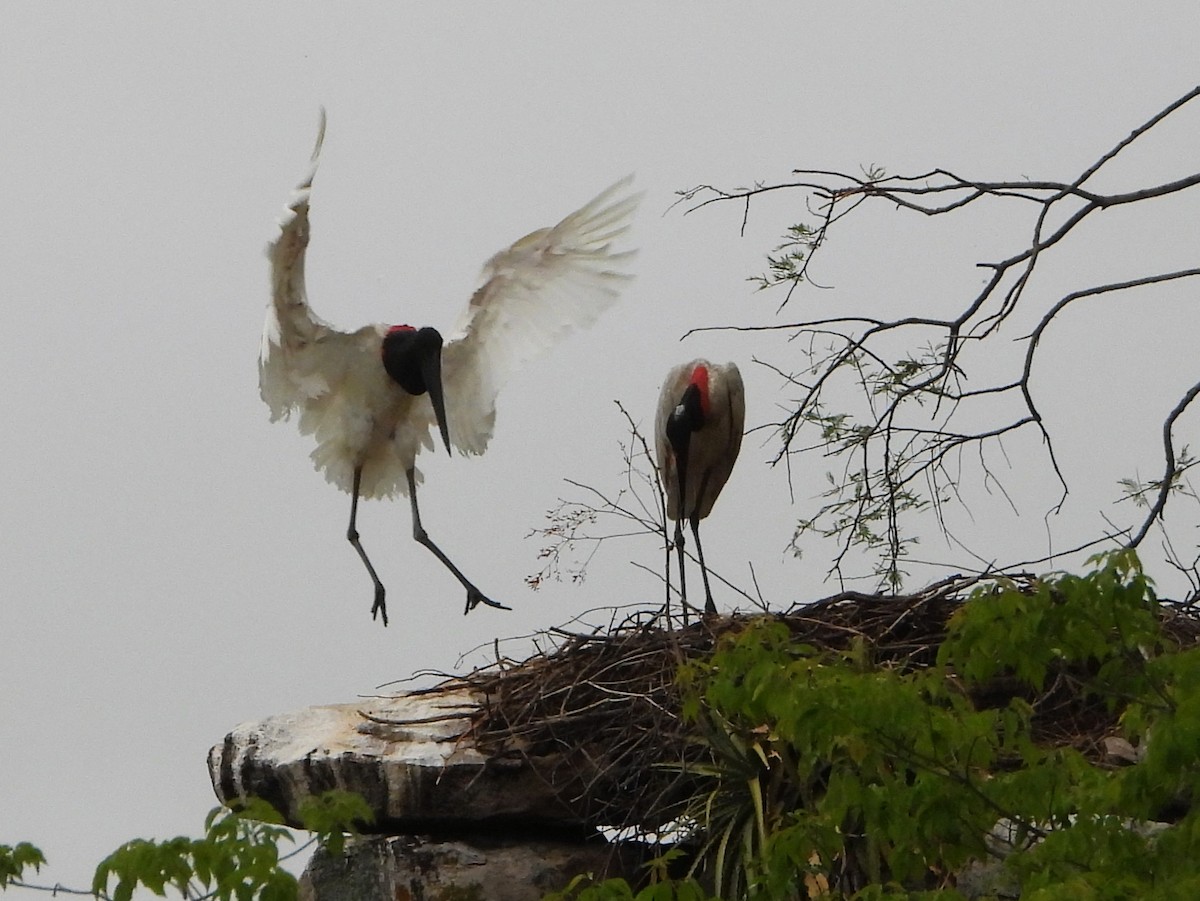 Jabiru - ML644554865