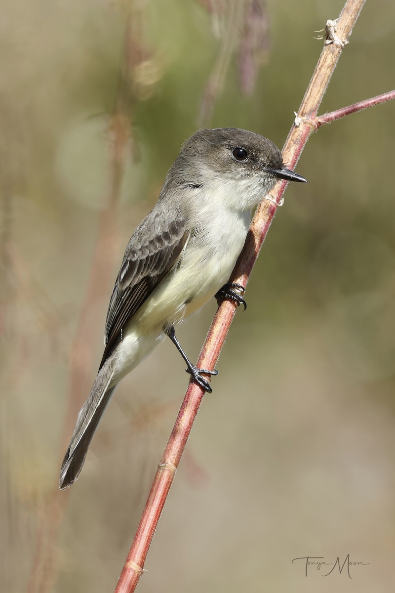 Eastern Phoebe - ML644554867