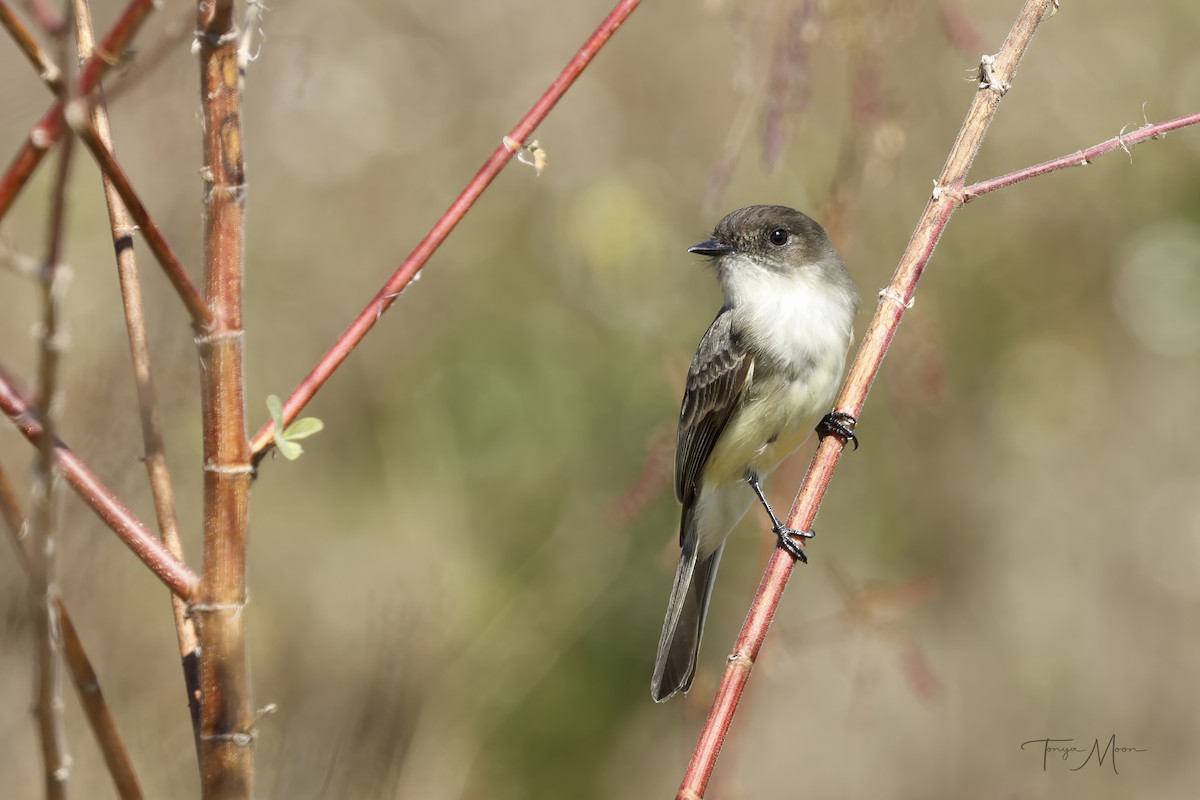 Eastern Phoebe - ML644554868
