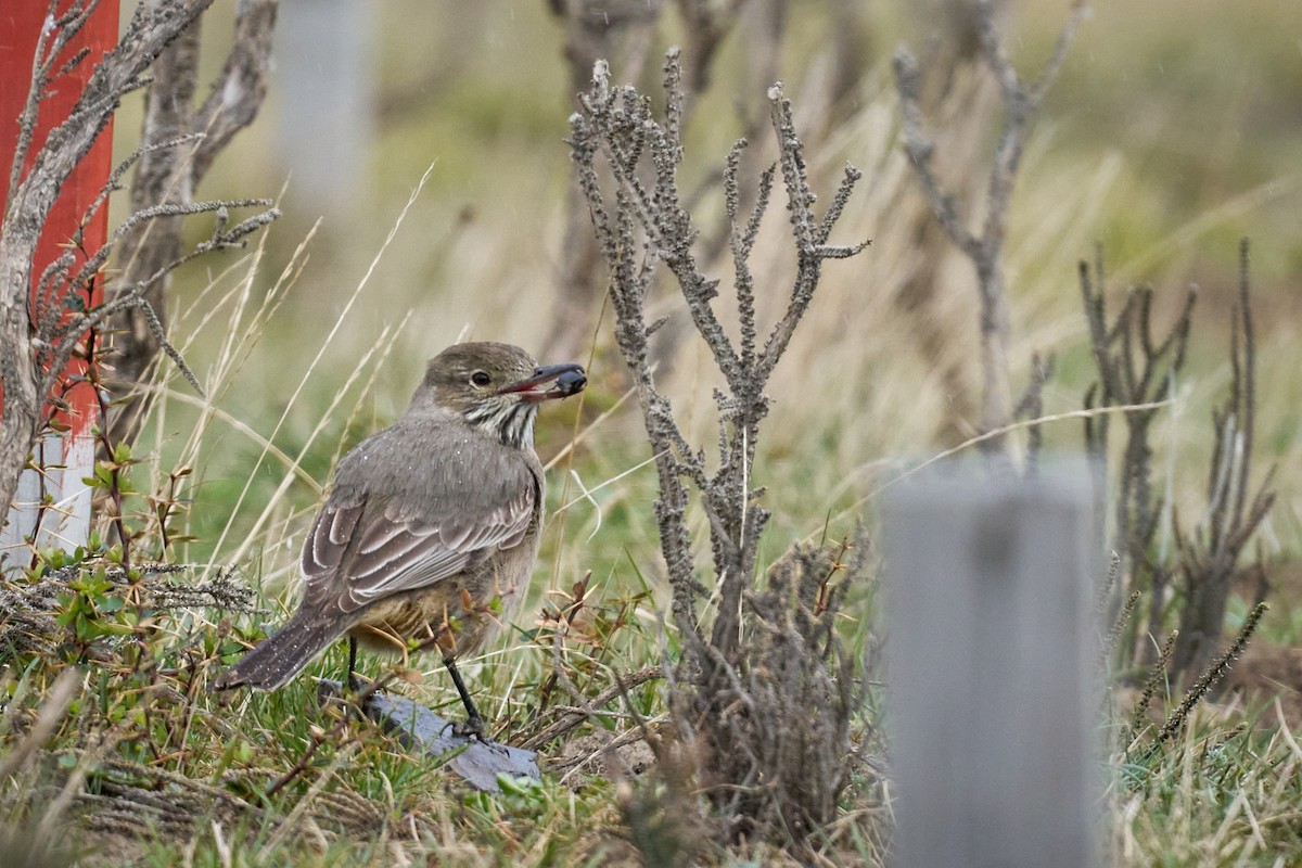 Great Shrike-Tyrant - ML644554870