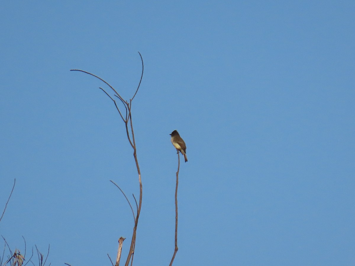 Eastern Phoebe - ML644554871