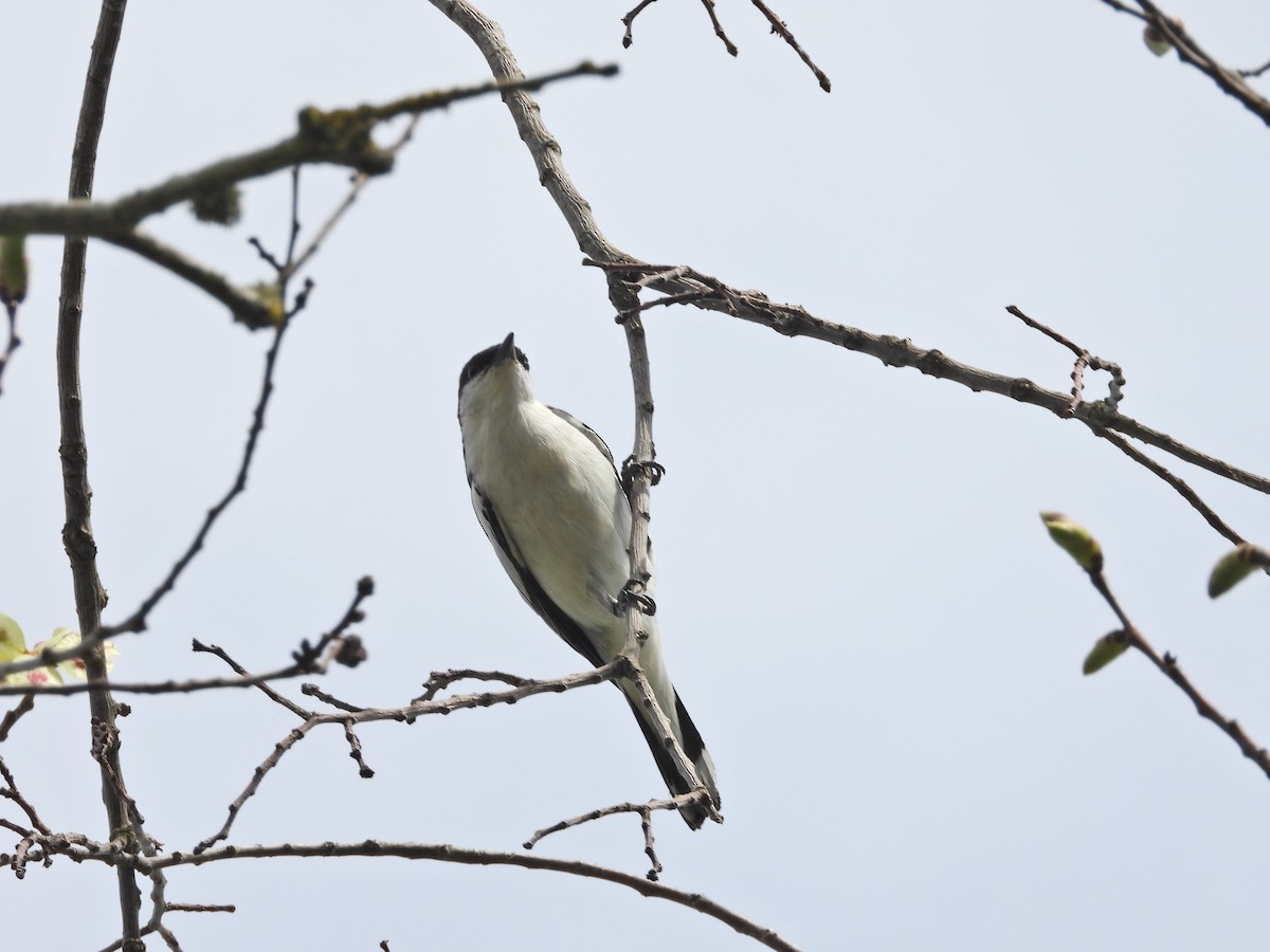 White-winged Triller - ML644554874