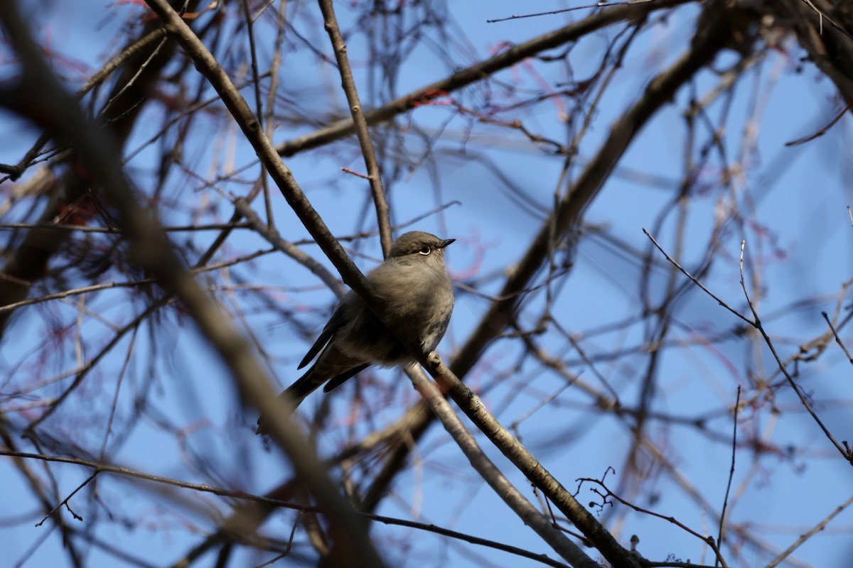 Townsend's Solitaire - ML644554875