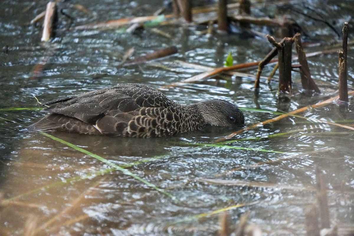 Gray Teal - ML644554876