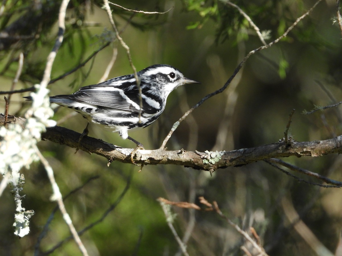 Black-and-white Warbler - ML644554877