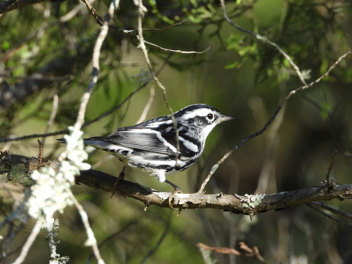 Black-and-white Warbler - ML644554878