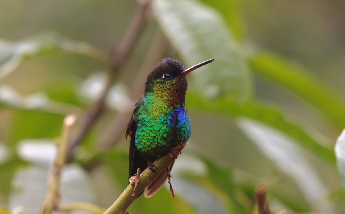 Fiery-throated Hummingbird - ML644554879