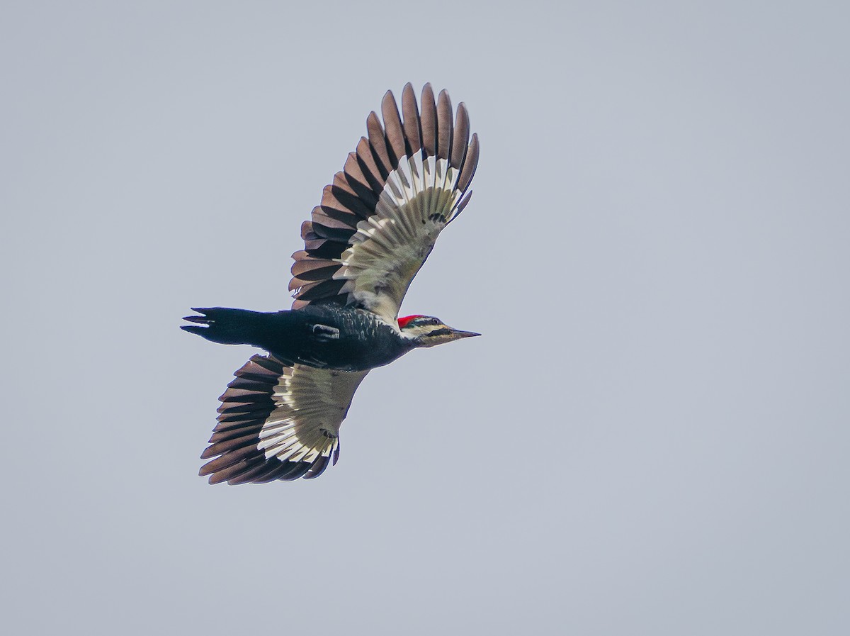 Pileated Woodpecker - ML644554887