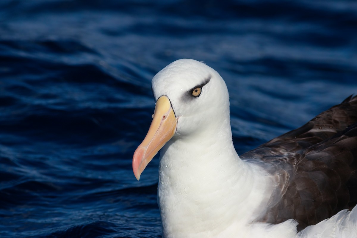 svartbrynalbatross (impavida) - ML644554888