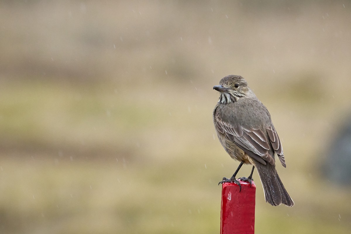 Great Shrike-Tyrant - ML644554890