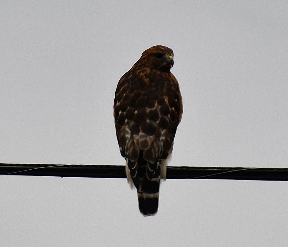 Red-shouldered Hawk (lineatus Group) - ML644554891