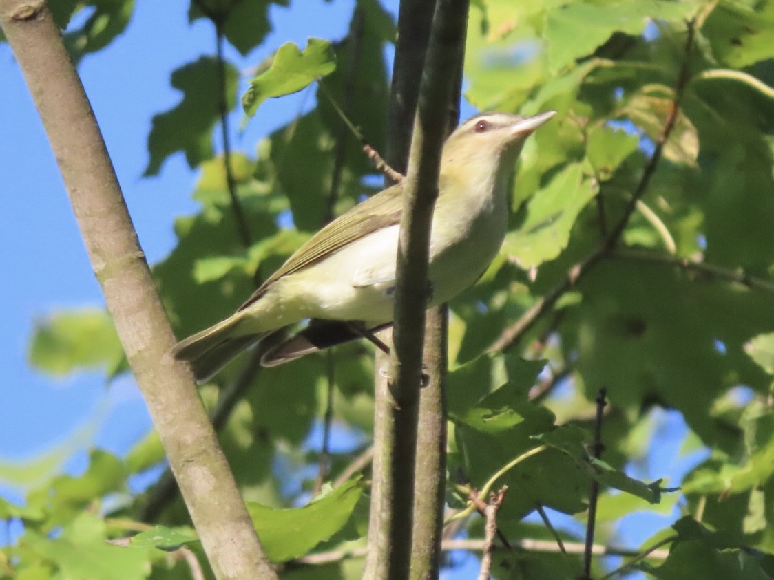 Red-eyed Vireo - ML644554892