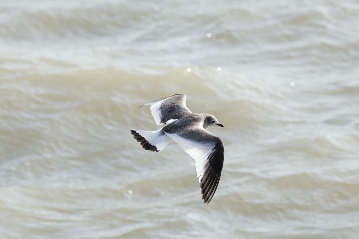 Sabine's Gull - ML644554893