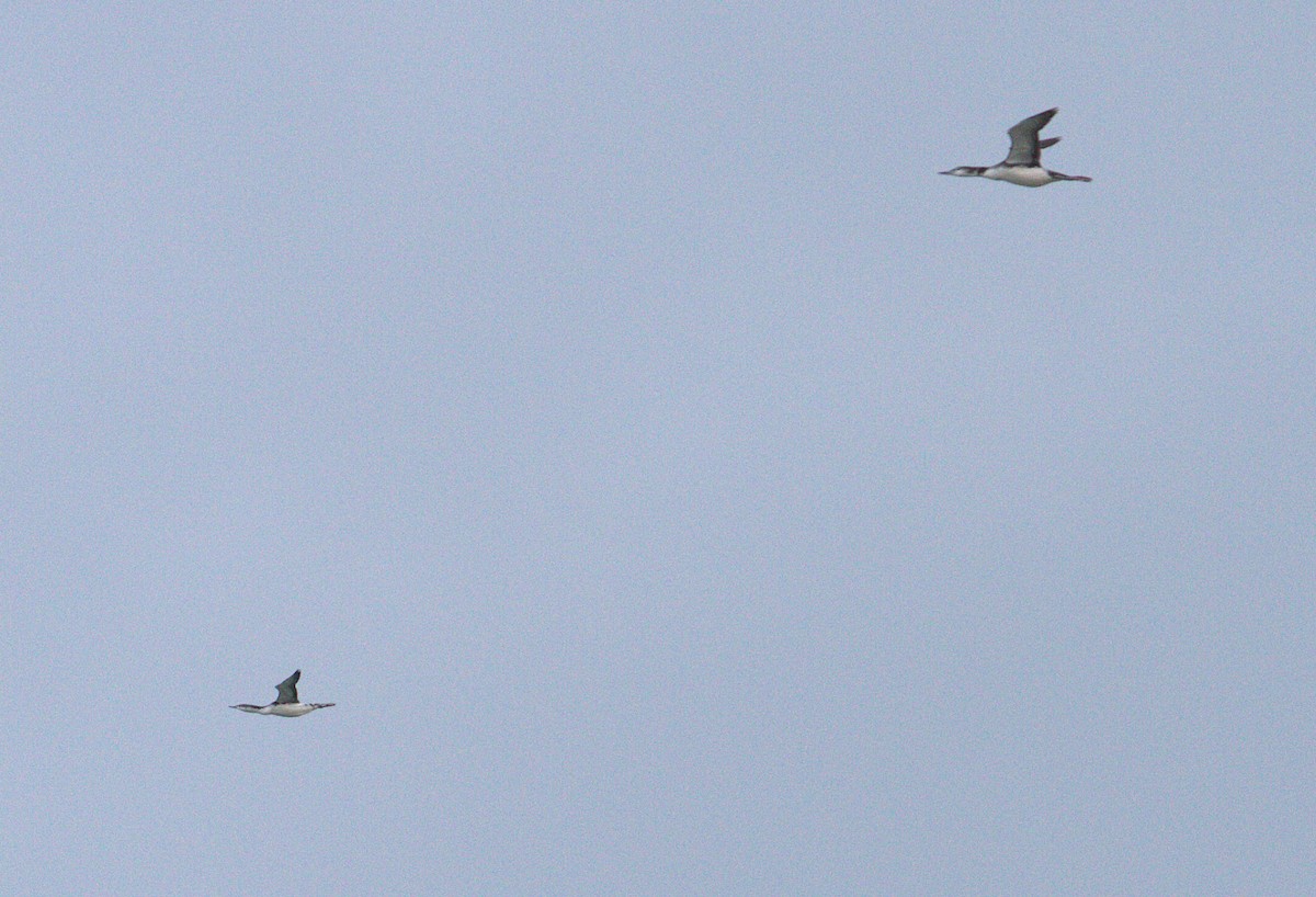 Sterntaucher - ML644554894