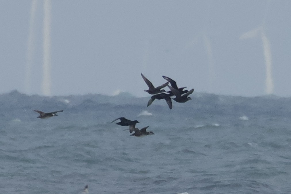 Common Scoter - ML644554896