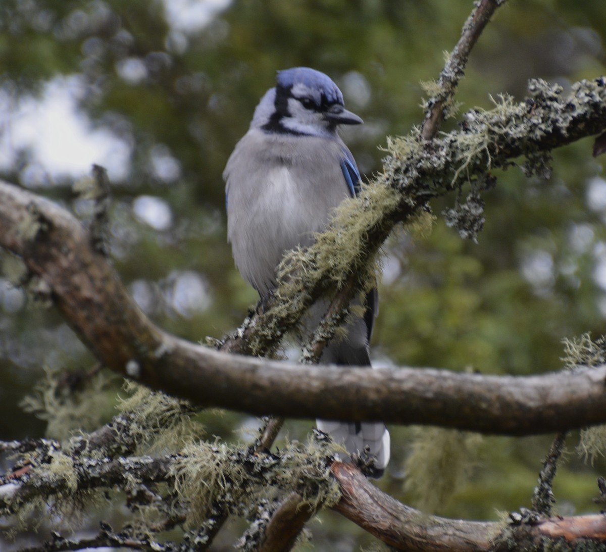 Сизойка блакитна - ML644554897