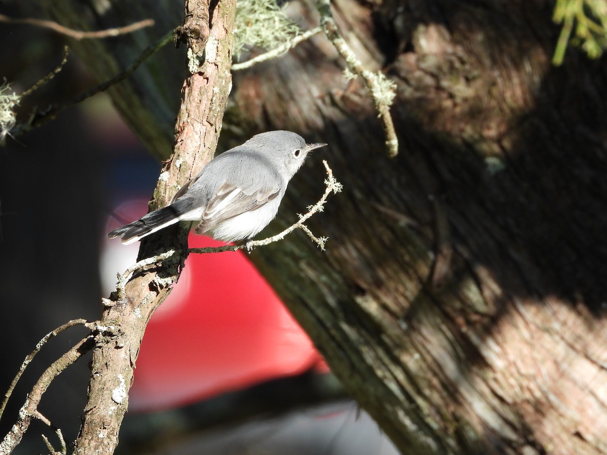 Blue-gray Gnatcatcher - ML644554899