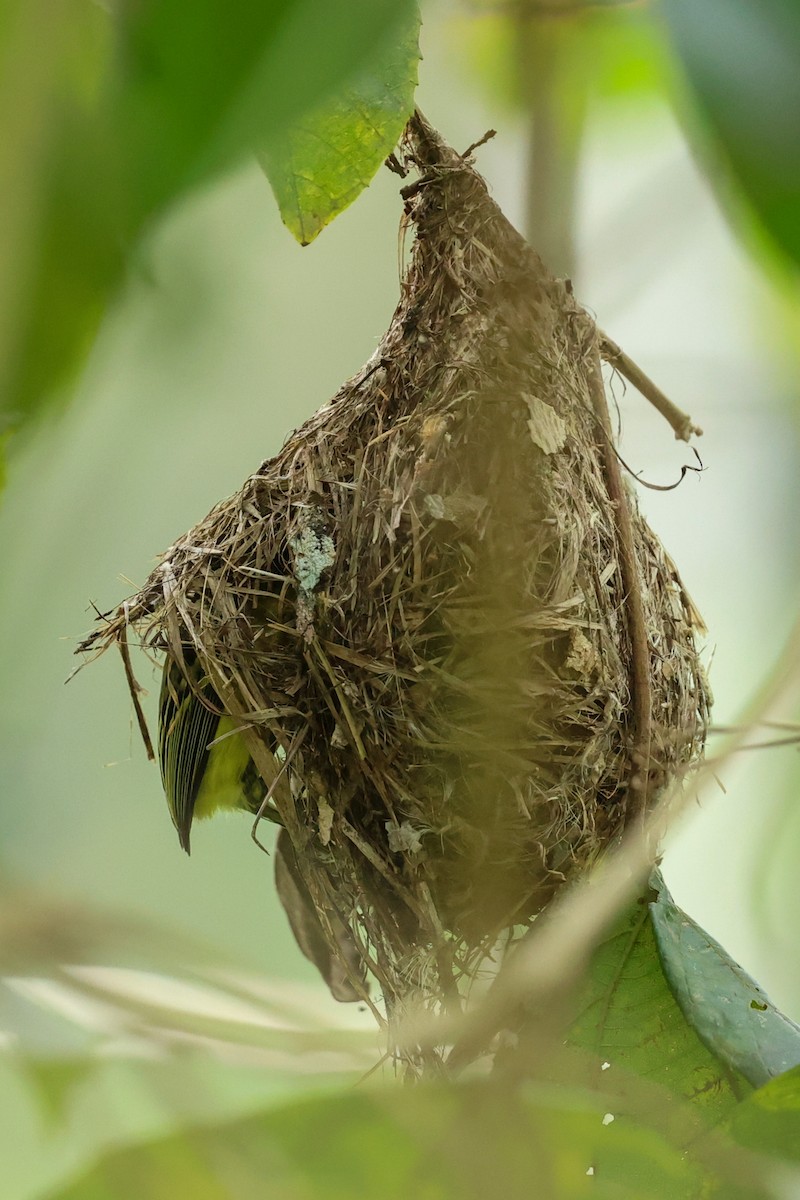 Gray-headed Tody-Flycatcher - ML644554904