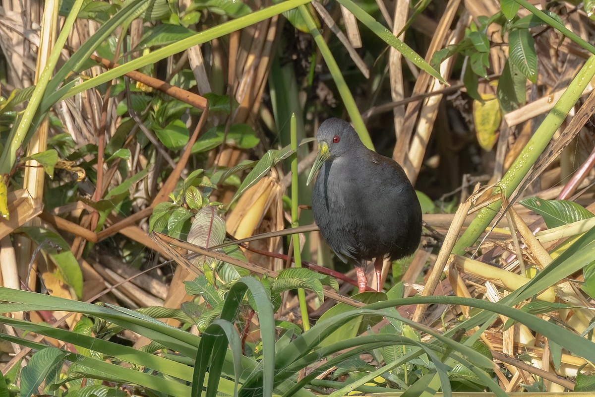 Râle noirâtre - ML644554912