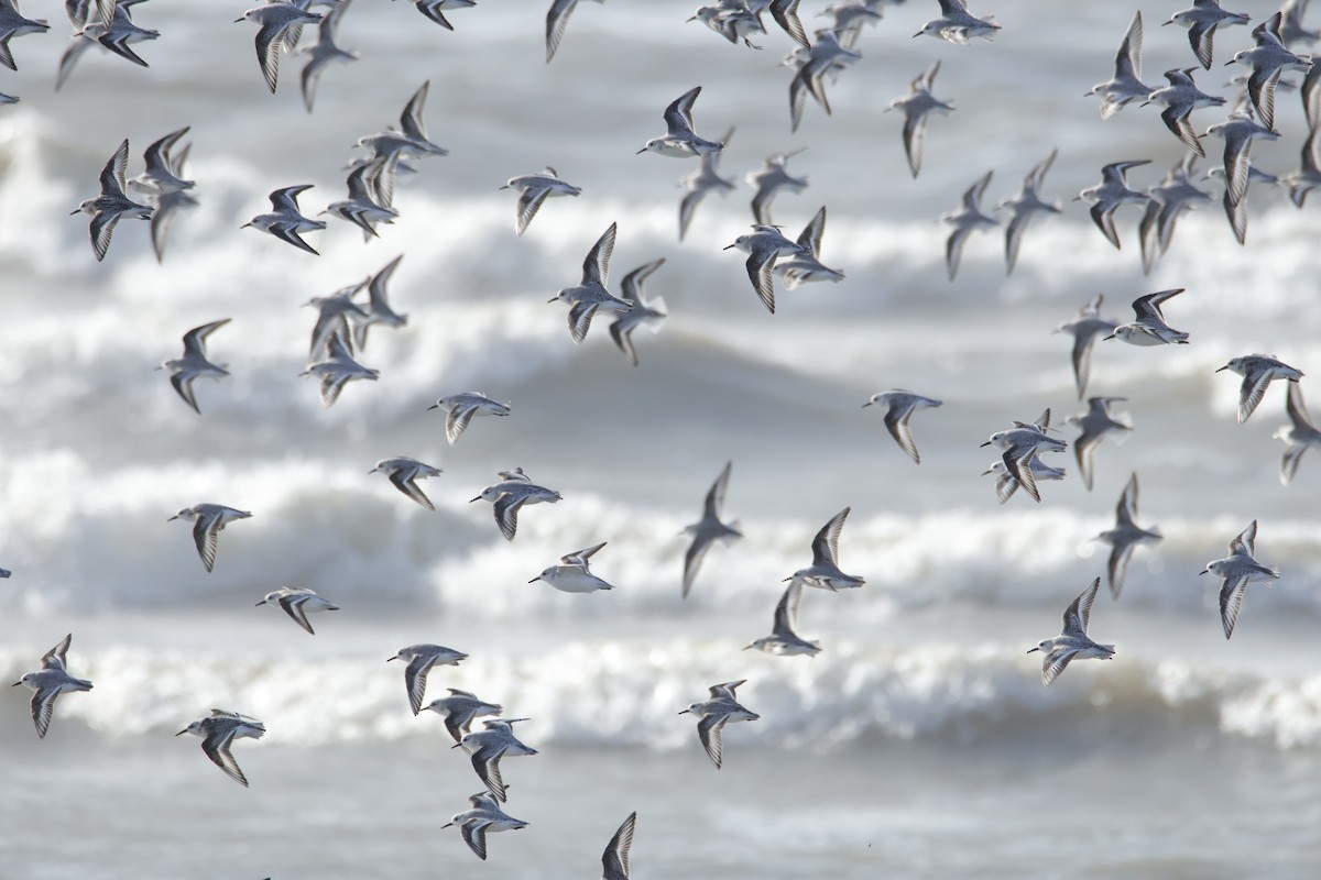 Ak Kumkuşu - ML644554915