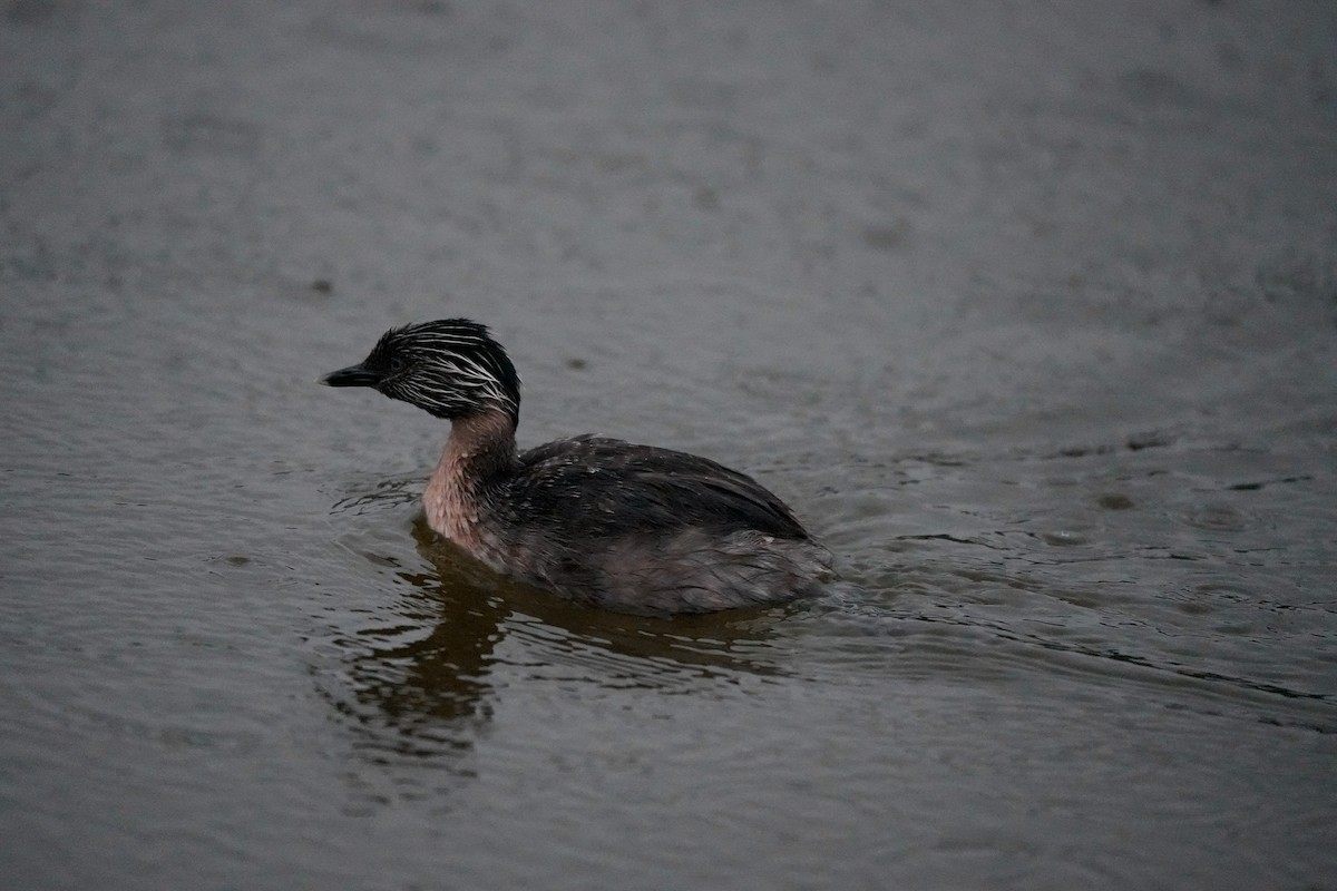 Hoary-headed Grebe - ML644554917