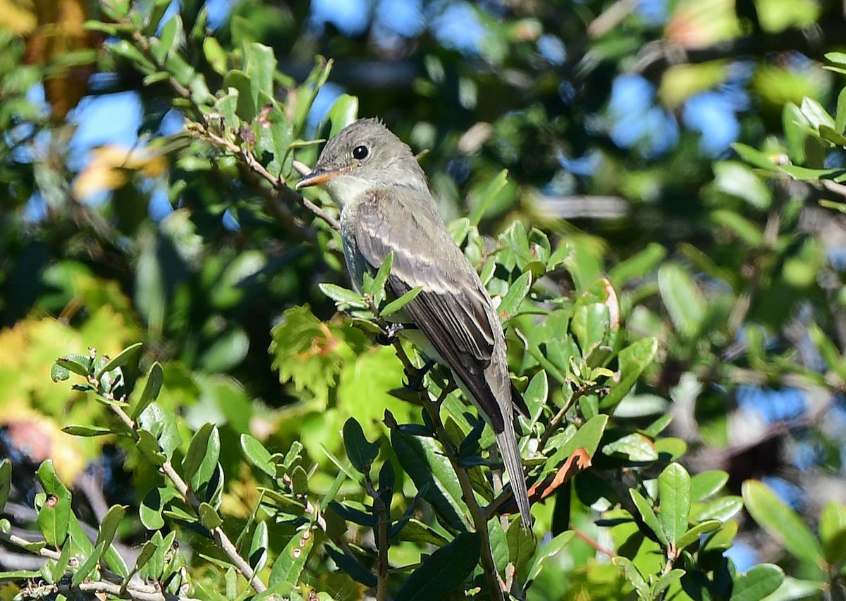 Hellbauch-Schnäppertyrann - ML644554921