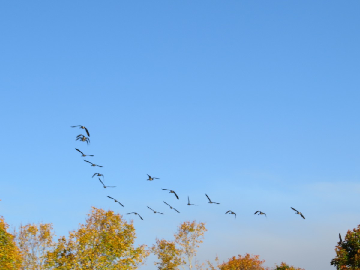Canada Goose - ML644554924
