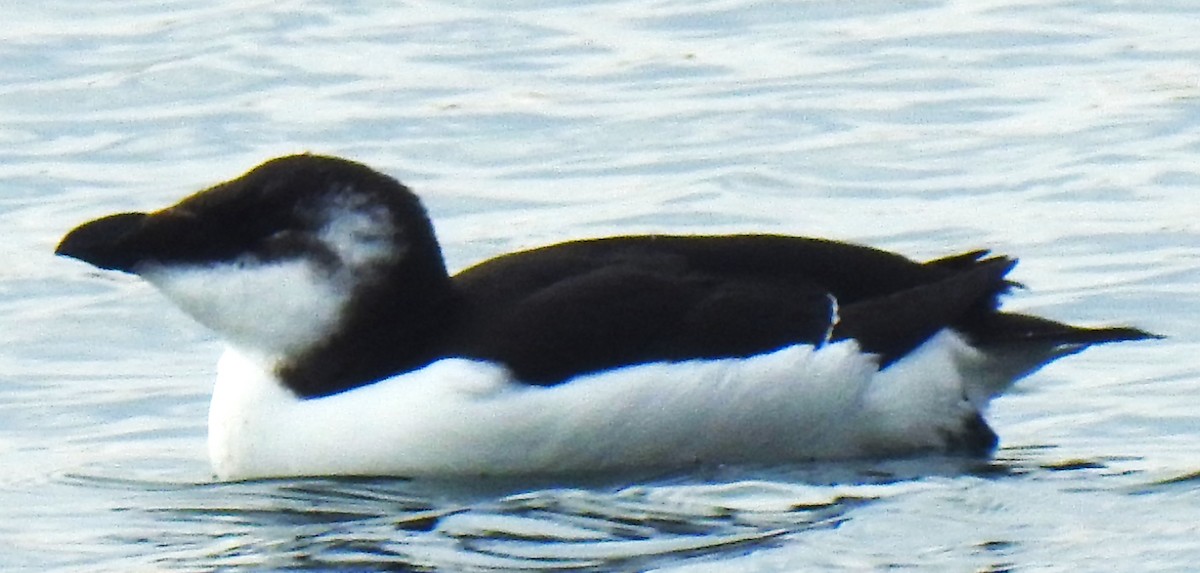 Razorbill - ML644554928