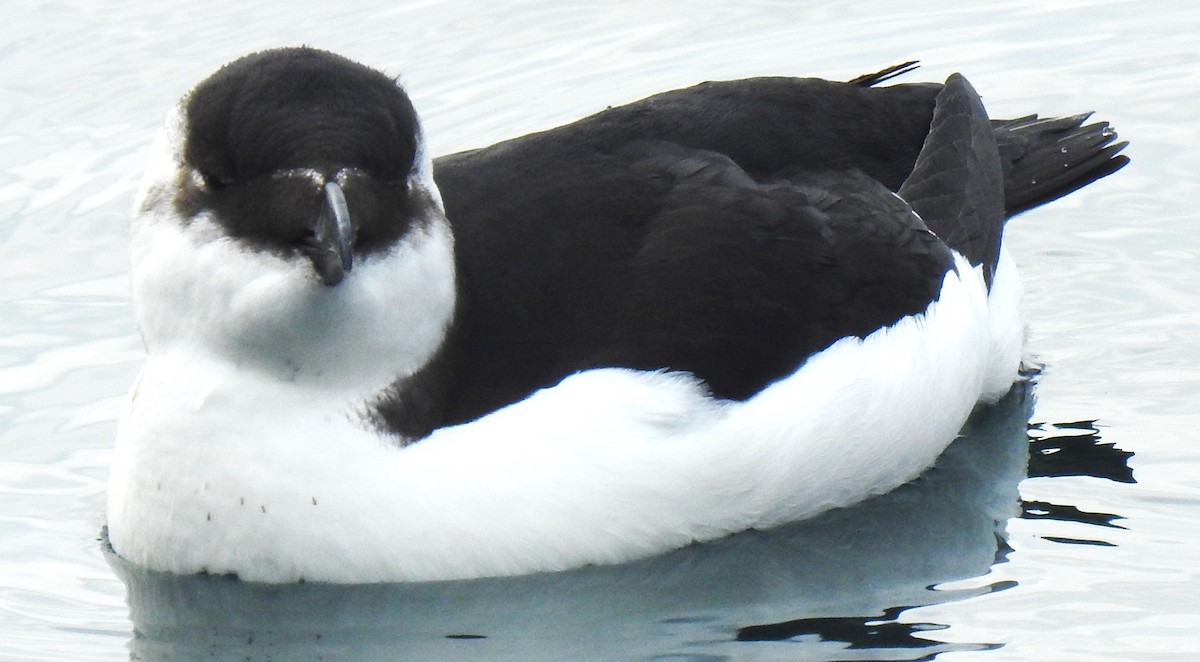 Razorbill - ML644554929