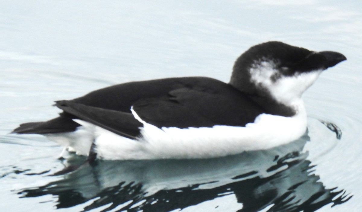 Razorbill - ML644554930