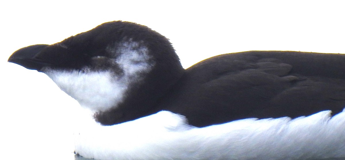 Razorbill - ML644554931