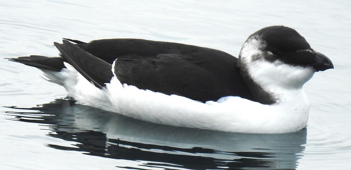 Razorbill - ML644554932