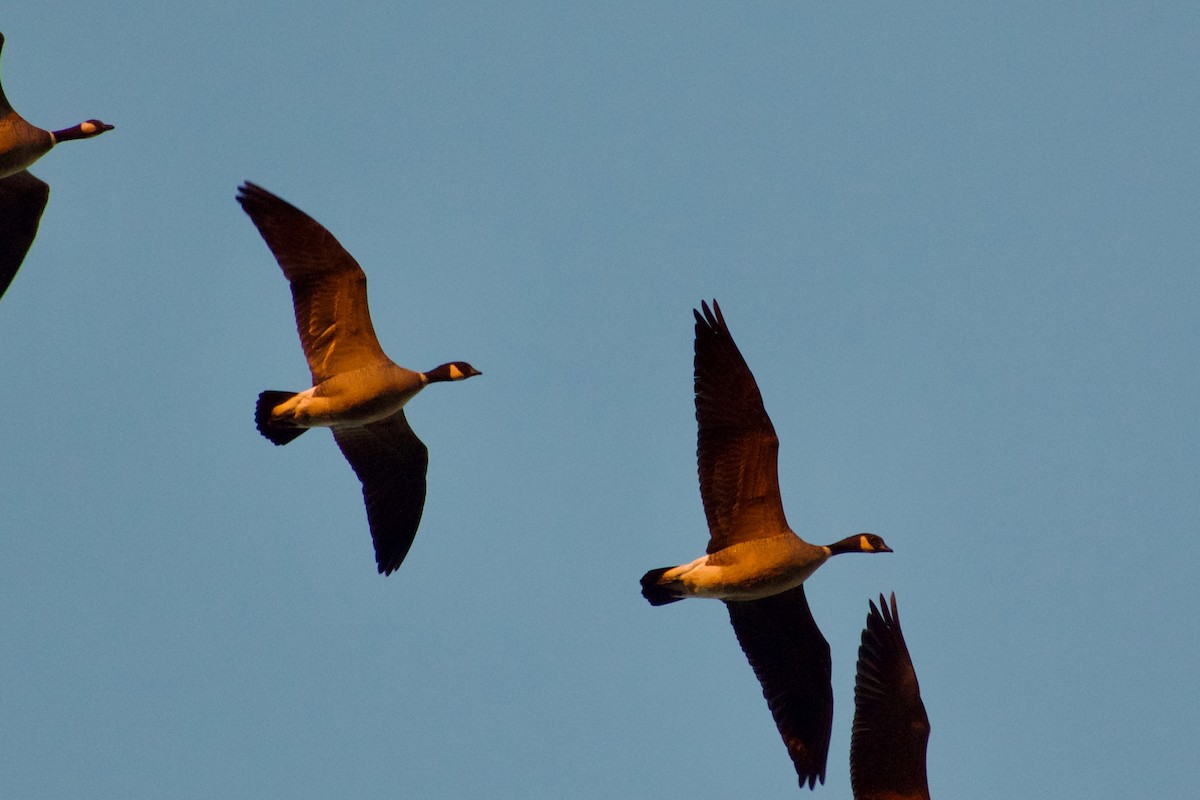 Cackling Goose - ML644554937