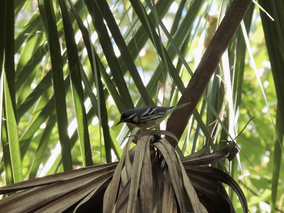 Yellow-throated Warbler - ML644554940