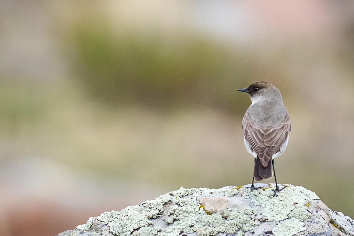 Dormilona Carinegra - ML644554941