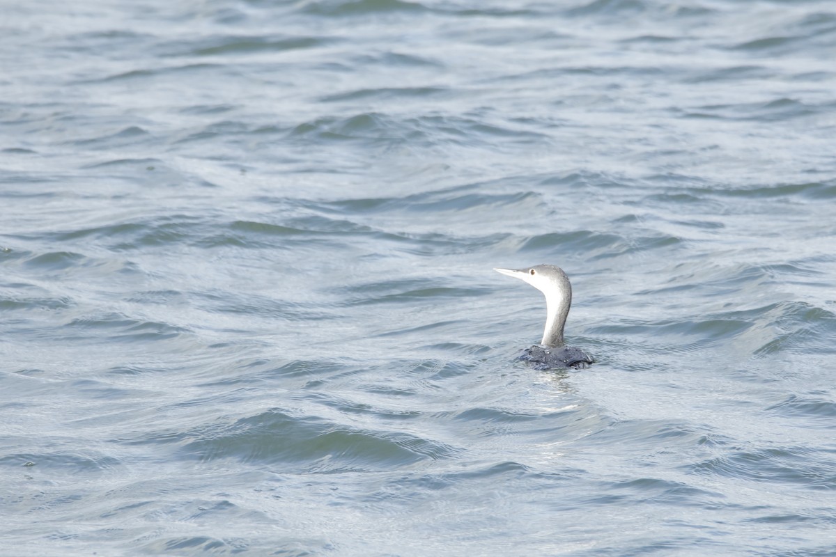 Sterntaucher - ML644554942