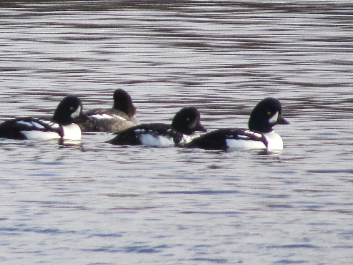 Barrow's Goldeneye - ML644554948