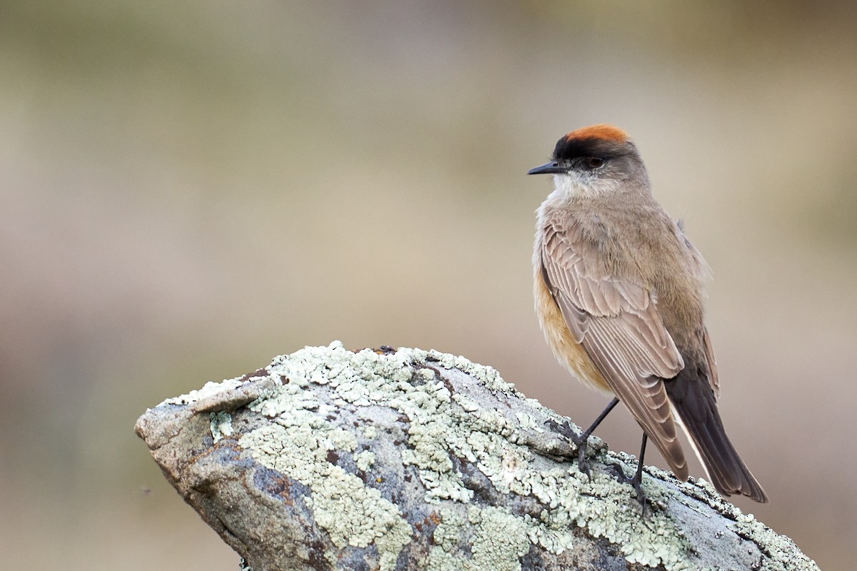 チャバライワタイランチョウ - ML644554952