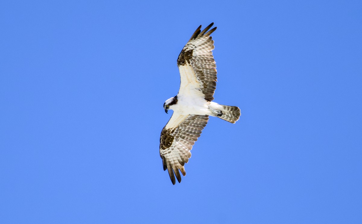 fiskeørn - ML644554953