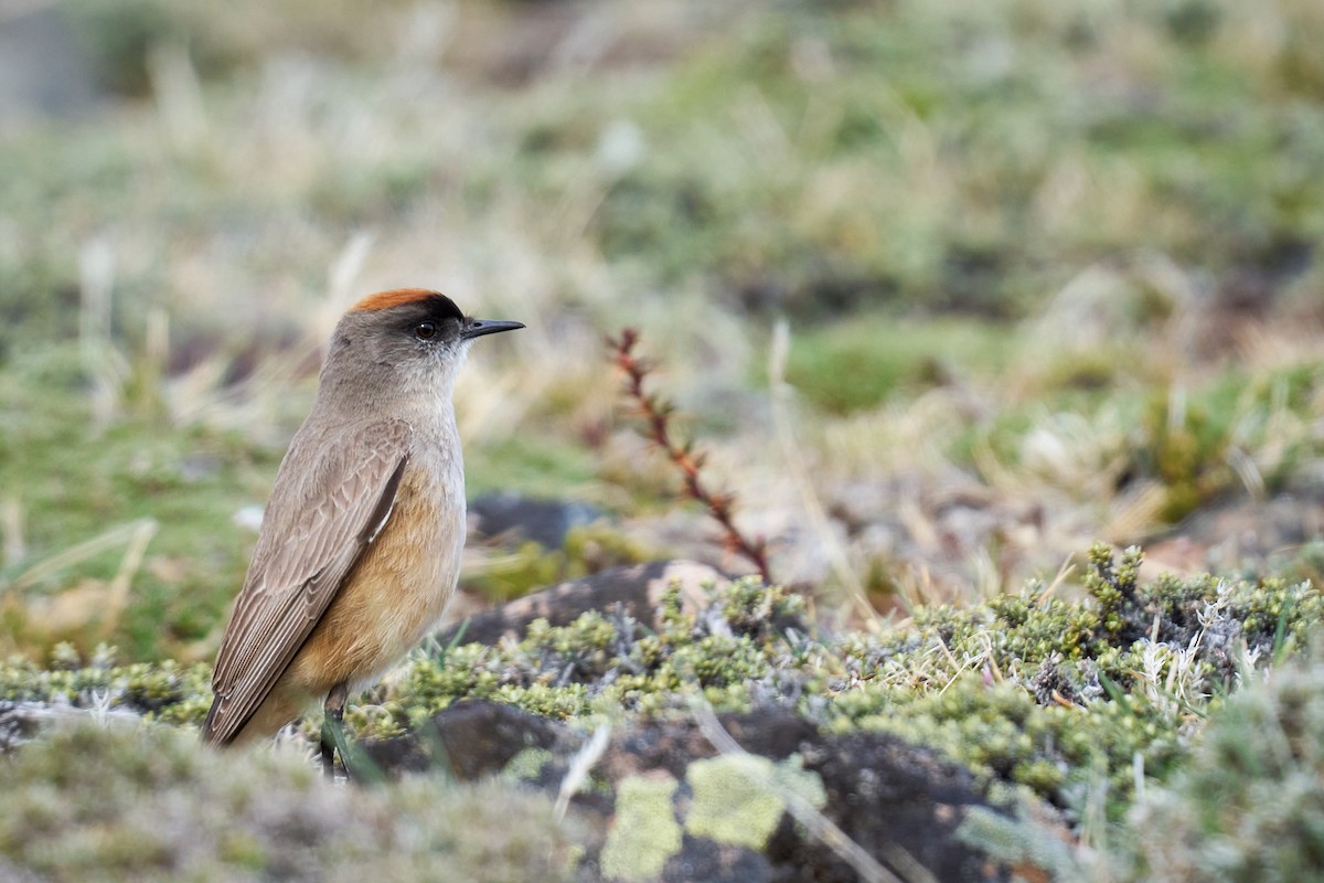 チャバライワタイランチョウ - ML644554954