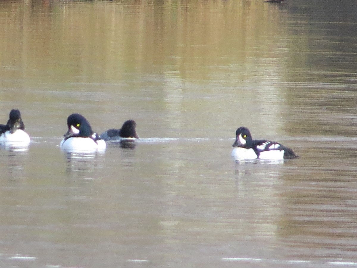 Barrow's Goldeneye - ML644554955