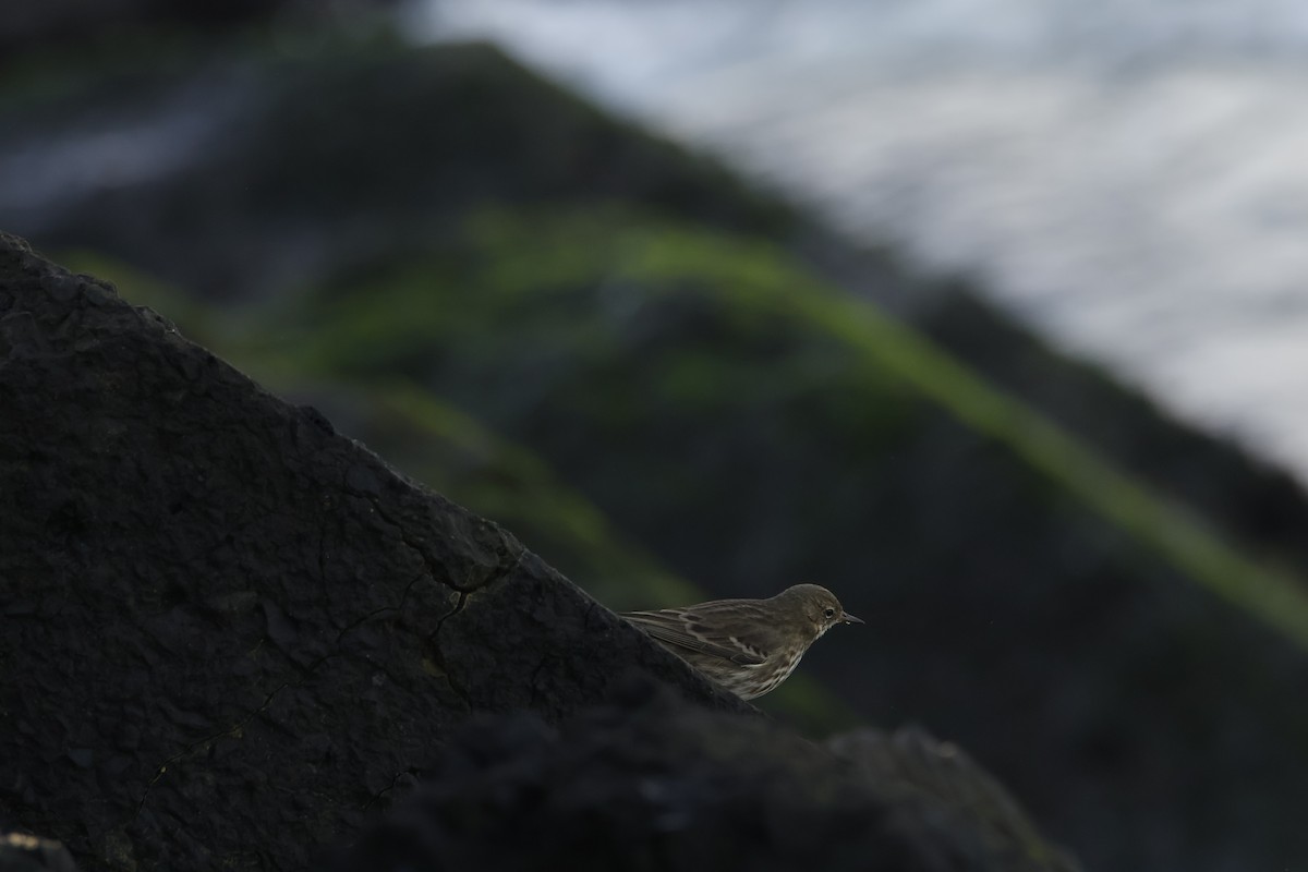 Bisbita Costero - ML644554956